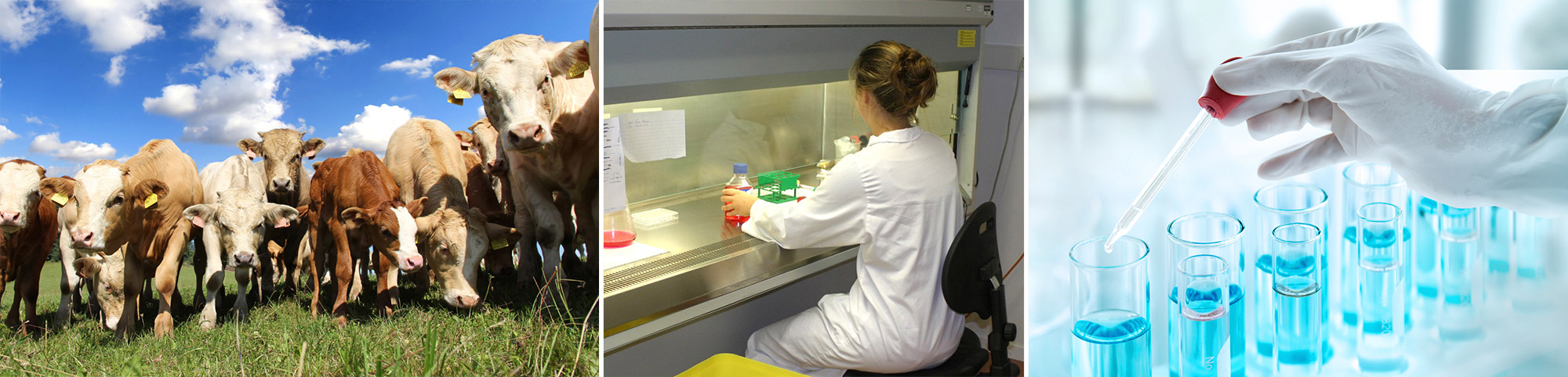 VETDIAG Consult - Consultance en Diagnostic Vétérinaire - Veterinary Diagnostic company